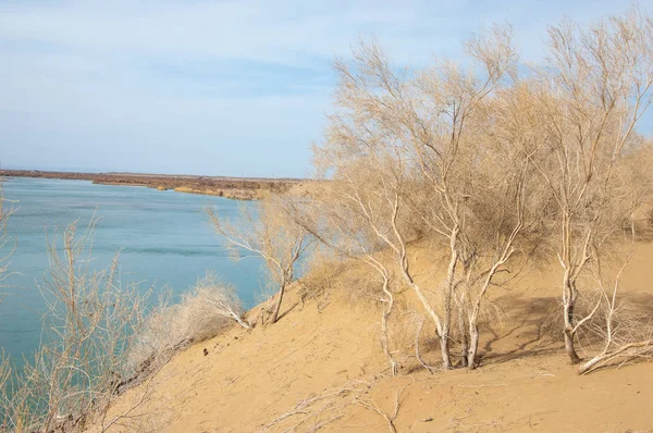 kum. Bahar. su. kar. haloxylon. Orta Asya, sinkiang, haloxylon ammodendron, haloxylon persicum, beyaz saxaul, saxaul serçe, plantae, kapalı tohumlular, fikir, temel fikir, caryophyllales, amaranthaceae, salsoloideae, Kuru, çöl, gökyüzü, bl