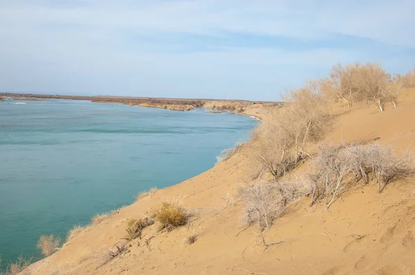 kum. Bahar. su. kar. haloxylon. Orta Asya, sinkiang, haloxylon ammodendron, haloxylon persicum, beyaz saxaul, saxaul serçe, plantae, kapalı tohumlular, fikir, temel fikir, caryophyllales, amaranthaceae, salsoloideae, Kuru, çöl, gökyüzü, bl