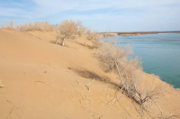 kum. Bahar. su. kar. haloxylon. Orta Asya, sinkiang, haloxylon ammodendron, haloxylon persicum, beyaz saxaul, saxaul serçe, plantae, kapalı tohumlular, fikir, temel fikir, caryophyllales, amaranthaceae, salsoloideae, Kuru, çöl, gökyüzü, bl