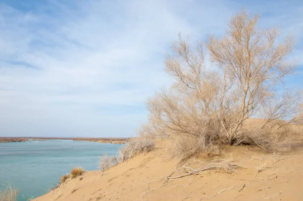 kum. Bahar. su. kar. haloxylon. Orta Asya, sinkiang, haloxylon ammodendron, haloxylon persicum, beyaz saxaul, saxaul serçe, plantae, kapalı tohumlular, fikir, temel fikir, caryophyllales, amaranthaceae, salsoloideae, Kuru, çöl, gökyüzü, bl