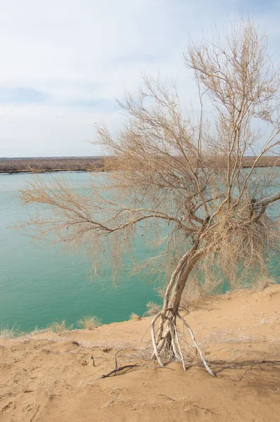 kum. Bahar. su. kar. haloxylon. Orta Asya, sinkiang, haloxylon ammodendron, haloxylon persicum, beyaz saxaul, saxaul serçe, plantae, kapalı tohumlular, fikir, temel fikir, caryophyllales, amaranthaceae, salsoloideae, Kuru, çöl, gökyüzü, bl