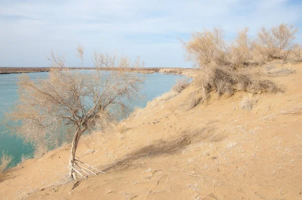 kum. Bahar. su. kar. haloxylon. Orta Asya, sinkiang, haloxylon ammodendron, haloxylon persicum, beyaz saxaul, saxaul serçe, plantae, kapalı tohumlular, fikir, temel fikir, caryophyllales, amaranthaceae, salsoloideae, Kuru, çöl, gökyüzü, bl