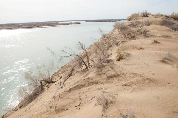 kum. Bahar. su. kar. haloxylon. Orta Asya, sinkiang, haloxylon ammodendron, haloxylon persicum, beyaz saxaul, saxaul serçe, plantae, kapalı tohumlular, fikir, temel fikir, caryophyllales, amaranthaceae, salsoloideae, Kuru, çöl, gökyüzü, bl