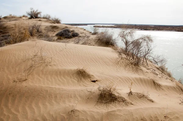 kum. Bahar. su. kar. haloxylon. Orta Asya, sinkiang, haloxylon ammodendron, haloxylon persicum, beyaz saxaul, saxaul serçe, plantae, kapalı tohumlular, fikir, temel fikir, caryophyllales, amaranthaceae, salsoloideae, Kuru, çöl, gökyüzü, bl