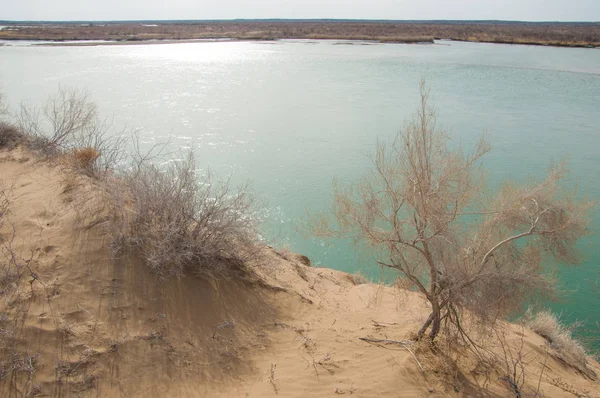 kum. Bahar. su. kar. haloxylon. Orta Asya, sinkiang, haloxylon ammodendron, haloxylon persicum, beyaz saxaul, saxaul serçe, plantae, kapalı tohumlular, fikir, temel fikir, caryophyllales, amaranthaceae, salsoloideae, Kuru, çöl, gökyüzü, bl