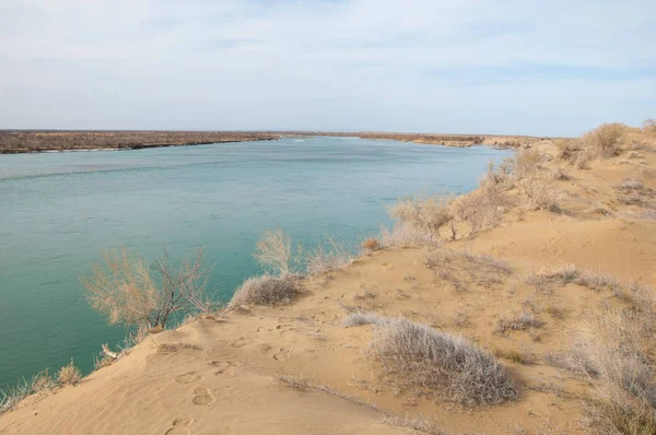 kum. Bahar. su. kar. haloxylon. Orta Asya, sinkiang, haloxylon ammodendron, haloxylon persicum, beyaz saxaul, saxaul serçe, plantae, kapalı tohumlular, fikir, temel fikir, caryophyllales, amaranthaceae, salsoloideae, Kuru, çöl, gökyüzü, bl