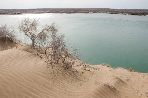 kum. Bahar. su. kar. haloxylon. Orta Asya, sinkiang, haloxylon ammodendron, haloxylon persicum, beyaz saxaul, saxaul serçe, plantae, kapalı tohumlular, fikir, temel fikir, caryophyllales, amaranthaceae, salsoloideae, Kuru, çöl, gökyüzü, bl