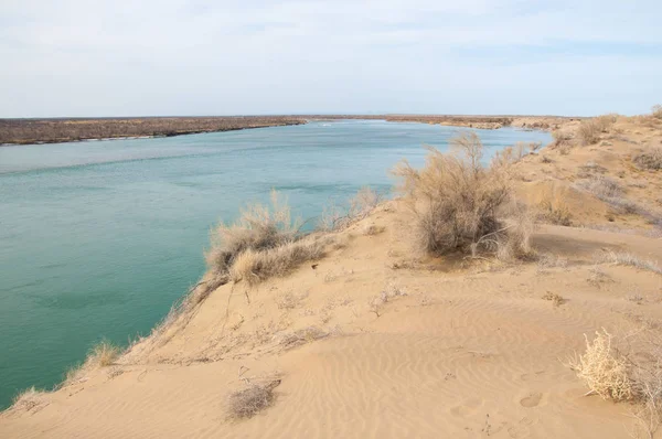 kum. Bahar. su. kar. haloxylon. Orta Asya, sinkiang, haloxylon ammodendron, haloxylon persicum, beyaz saxaul, saxaul serçe, plantae, kapalı tohumlular, fikir, temel fikir, caryophyllales, amaranthaceae, salsoloideae, Kuru, çöl, gökyüzü, bl