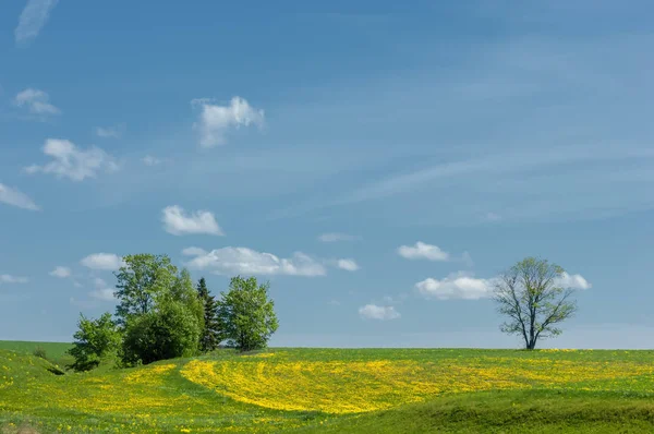 Wiosna Wiosenny Springtide Premier Wiosna Blossom Gałąź Kwitnąca Jabłoń Ogrodzie — Zdjęcie stockowe
