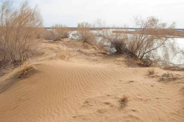 Sand Frühling Wasser Schnee Haloxylon Zentralasien Sinkiang Haloxylon Ammodendron Haloxylon — Stockfoto