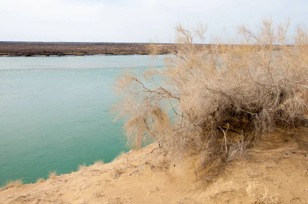 kum. Bahar. su. kar. haloxylon. Orta Asya, sinkiang, haloxylon ammodendron, haloxylon persicum, beyaz saxaul, saxaul serçe, plantae, kapalı tohumlular, fikir, temel fikir, caryophyllales, amaranthaceae, salsoloideae, Kuru, çöl, gökyüzü, bl