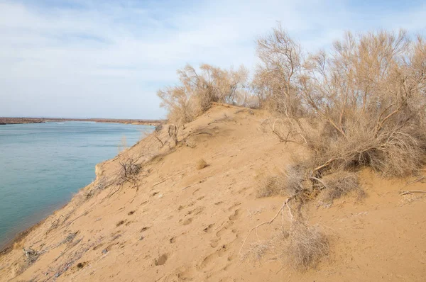 Sand Frühling Wasser Schnee Haloxylon Zentralasien Sinkiang Haloxylon Ammodendron Haloxylon — Stockfoto