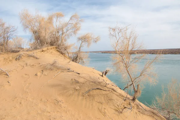 kum. Bahar. su. kar. haloxylon. Orta Asya, sinkiang, haloxylon ammodendron, haloxylon persicum, beyaz saxaul, saxaul serçe, plantae, kapalı tohumlular, fikir, temel fikir, caryophyllales, amaranthaceae, salsoloideae, Kuru, çöl, gökyüzü, bl