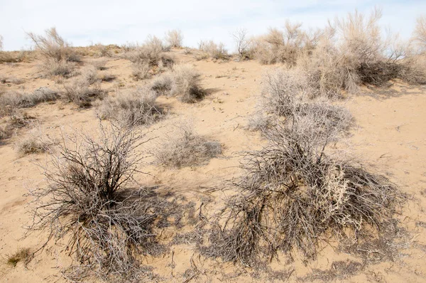 kum. Bahar. su. kar. haloxylon. Orta Asya, sinkiang, haloxylon ammodendron, haloxylon persicum, beyaz saxaul, saxaul serçe, plantae, kapalı tohumlular, fikir, temel fikir, caryophyllales, amaranthaceae, salsoloideae, Kuru, çöl, gökyüzü, bl