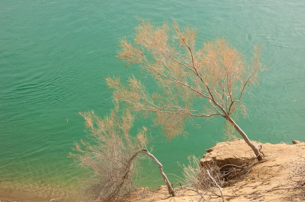 kum. Bahar. su. kar. haloxylon. Orta Asya, sinkiang, haloxylon ammodendron, haloxylon persicum, beyaz saxaul, saxaul serçe, plantae, kapalı tohumlular, fikir, temel fikir, caryophyllales, amaranthaceae, salsoloideae, Kuru, çöl, gökyüzü, bl