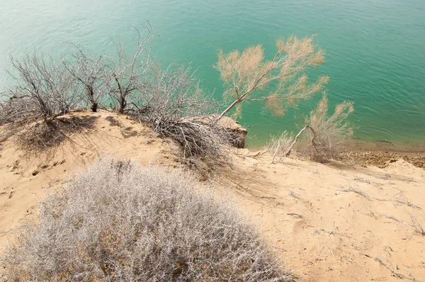 kum. Bahar. su. kar. haloxylon. Orta Asya, sinkiang, haloxylon ammodendron, haloxylon persicum, beyaz saxaul, saxaul serçe, plantae, kapalı tohumlular, fikir, temel fikir, caryophyllales, amaranthaceae, salsoloideae, Kuru, çöl, gökyüzü, bl