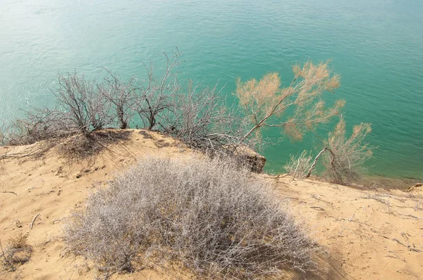 kum. Bahar. su. kar. haloxylon. Orta Asya, sinkiang, haloxylon ammodendron, haloxylon persicum, beyaz saxaul, saxaul serçe, plantae, kapalı tohumlular, fikir, temel fikir, caryophyllales, amaranthaceae, salsoloideae, Kuru, çöl, gökyüzü, bl