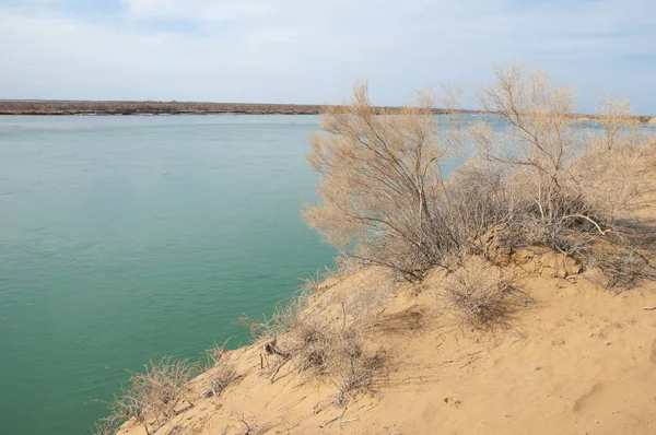 kum. Bahar. su. kar. haloxylon. Orta Asya, sinkiang, haloxylon ammodendron, haloxylon persicum, beyaz saxaul, saxaul serçe, plantae, kapalı tohumlular, fikir, temel fikir, caryophyllales, amaranthaceae, salsoloideae, Kuru, çöl, gökyüzü, bl