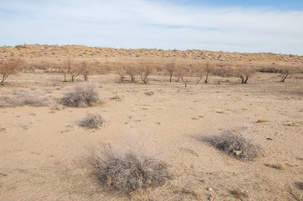 kum bahar bozkır. ağaçlar ve kum mavi gökyüzü arka plan üzerinde. Kazakistan bozkırlarında
