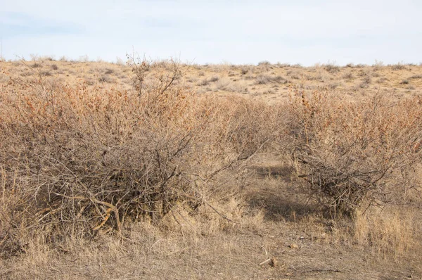 Sand Spring Steppe Trees Sand Blue Sky Background Steppes Kazakhstan — Stock Photo, Image