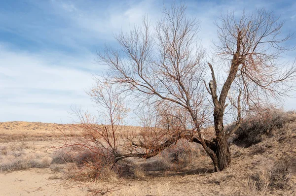 Kazašské Stepi Osamělý Strom Předjaří — Stock fotografie
