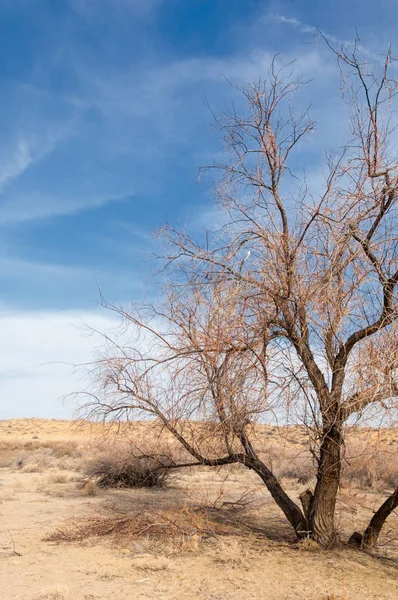 Kazakistan, yalnız ağaç erken baharda bozkırlarında. 