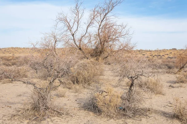 Kazakistan, yalnız ağaç erken baharda bozkırlarında. 