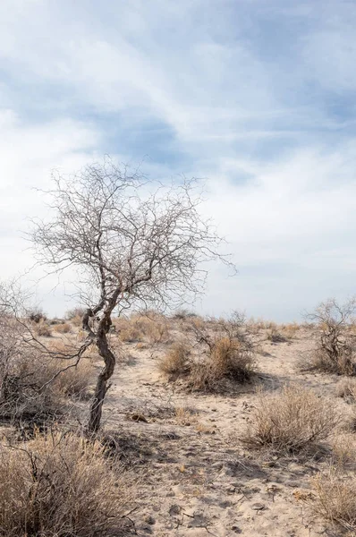 Kazakistan, yalnız ağaç erken baharda bozkırlarında. 