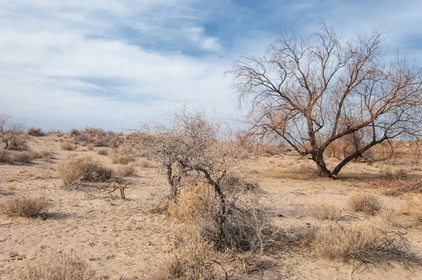 Steppes Kazakhstan Arbre Solitaire Début Printemps — Photo