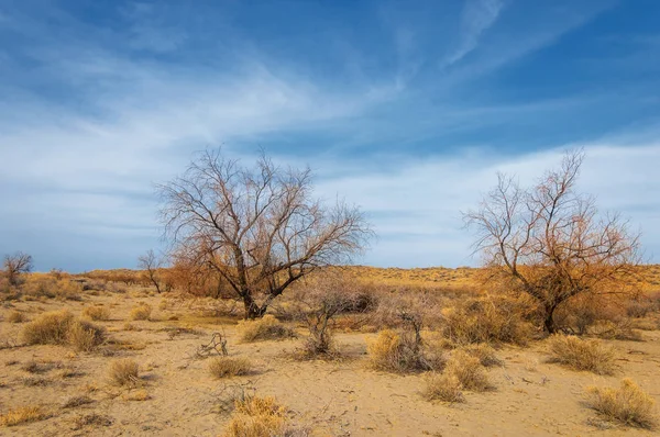 Kazakistan, yalnız ağaç erken baharda bozkırlarında. 