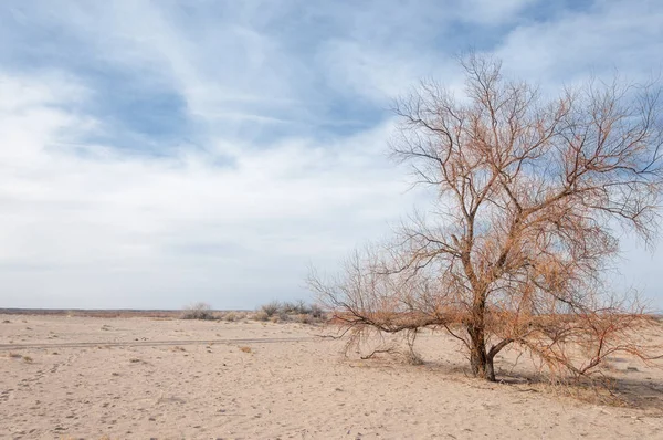 Kazakistan, yalnız ağaç erken baharda bozkırlarında. 
