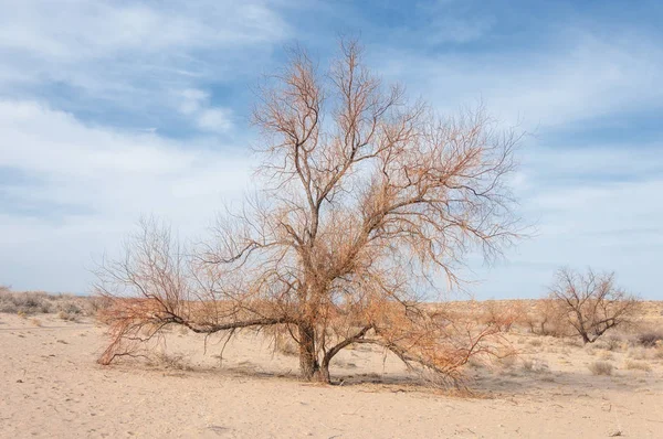 Kazakistan, yalnız ağaç erken baharda bozkırlarında. 