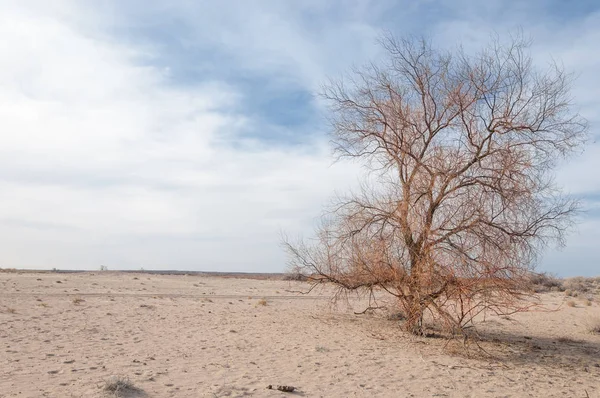Estepes Cazaquistão Árvore Solitária Início Primavera — Fotografia de Stock
