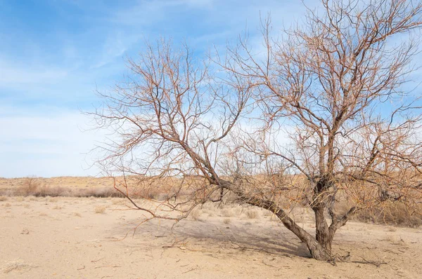 Steppe Van Kazachstan Eenzame Boom Het Vroege Voorjaar — Stockfoto