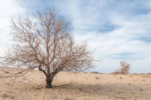 Kazakistan, yalnız ağaç erken baharda bozkırlarında. 