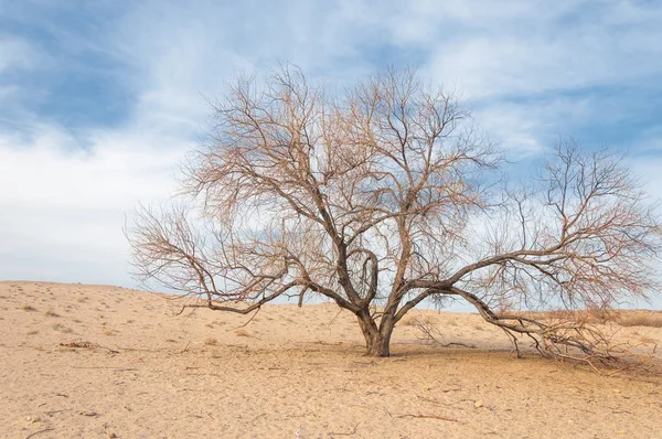 Kazakistan, yalnız ağaç erken baharda bozkırlarında. 