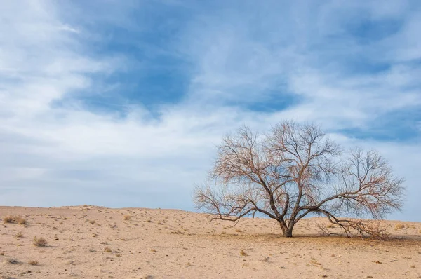 Kazakistan, yalnız ağaç erken baharda bozkırlarında. 