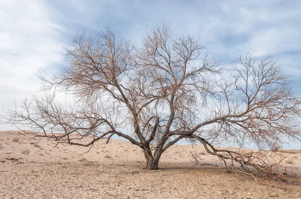Kazakistan, yalnız ağaç erken baharda bozkırlarında. 