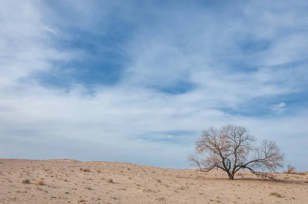 Steppen Kasachstans Einsamer Baum Zeitigen Frühling — Stockfoto