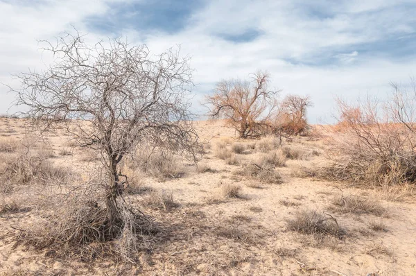 Kazakistan, yalnız ağaç erken baharda bozkırlarında. 