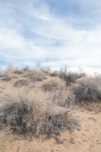 kum bahar bozkır. ağaçlar ve kum mavi gökyüzü arka plan üzerinde. Kazakistan bozkırlarında