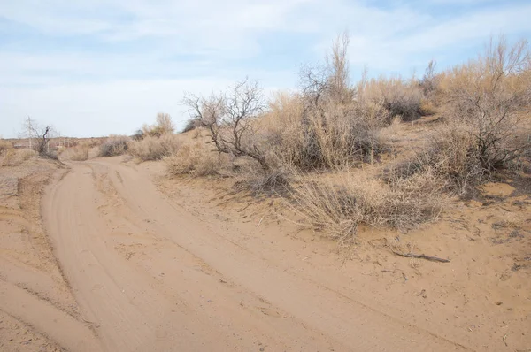 kum bahar bozkır. ağaçlar ve kum mavi gökyüzü arka plan üzerinde. Kazakistan bozkırlarında
