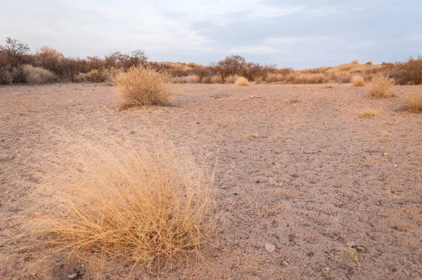 Kazakistan, yalnız ağaç erken baharda bozkırlarında. 