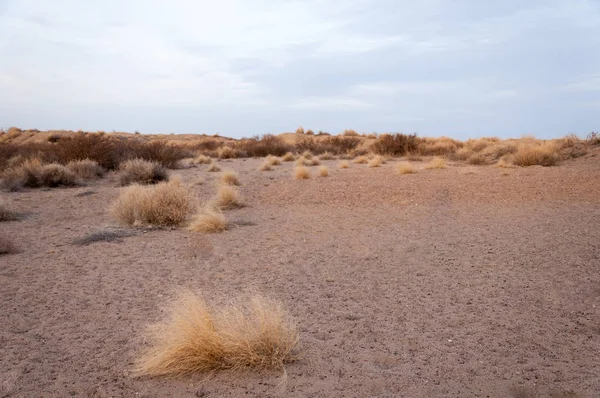 Kazakistan, yalnız ağaç erken baharda bozkırlarında. 