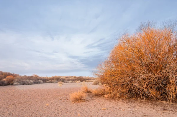 Kazakistan, yalnız ağaç erken baharda bozkırlarında. 