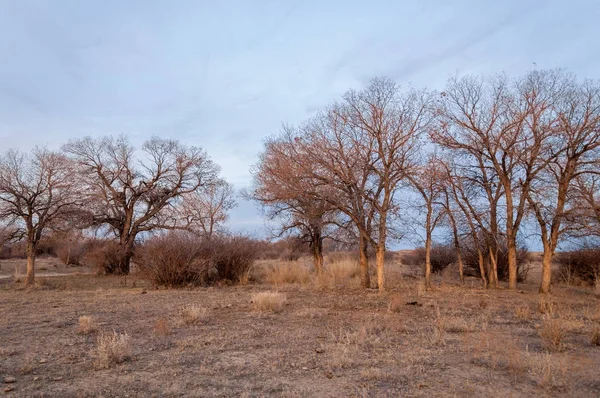 Steppes Kazakhstan Arbre Solitaire Début Printemps — Photo