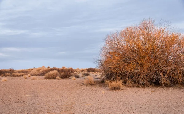 Steppes Kazakhstan Arbre Solitaire Début Printemps — Photo