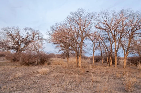 Kazakistan, yalnız ağaç erken baharda bozkırlarında. 