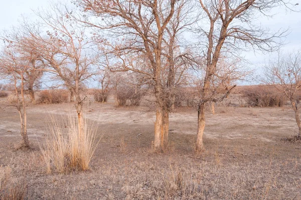 Kazakistan, yalnız ağaç erken baharda bozkırlarında. 