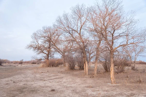 Kazakistan, yalnız ağaç erken baharda bozkırlarında. 